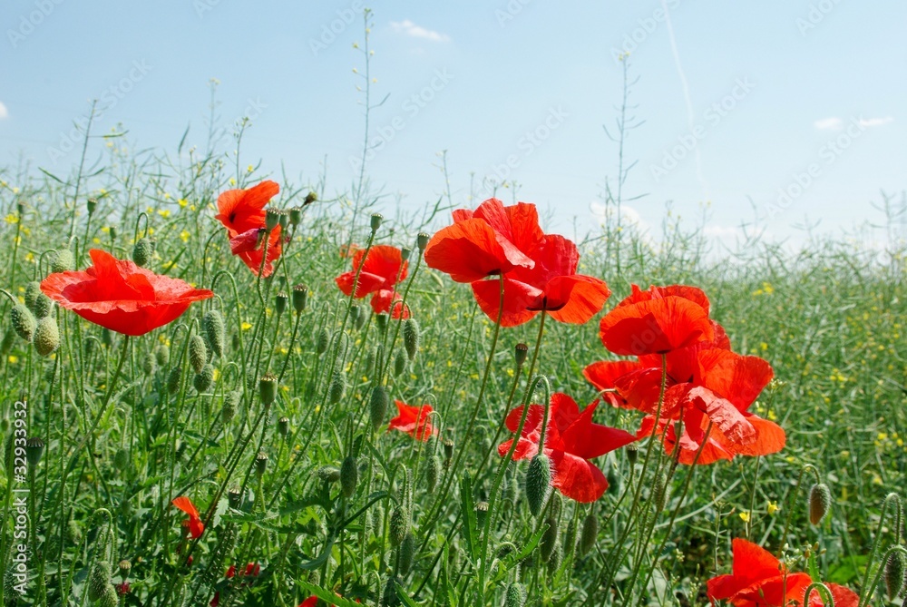 Obraz premium flowers