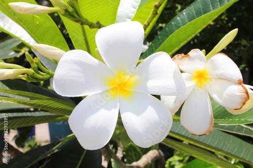 White Champa flowers in Bangkok, Thailand. photo