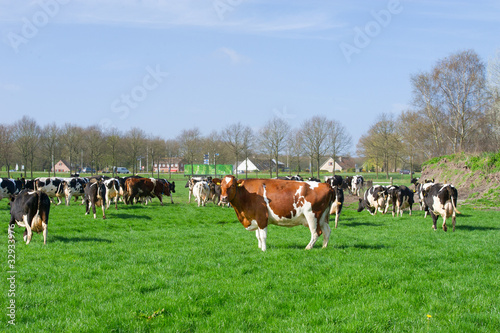 Dutch black and white cows