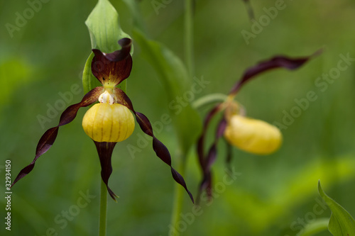 Frauenschuh, Cypripedium calceolus.