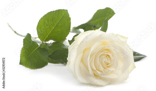 White rose in front of a white background