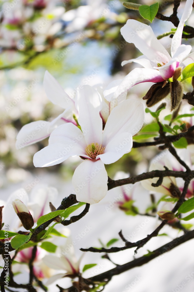 Obraz premium Wunderschöne Magnolien