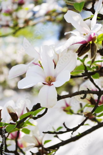 Wunderschöne Magnolien