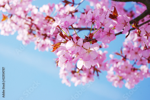 Print op canvas Pink cherry tree in full blossom