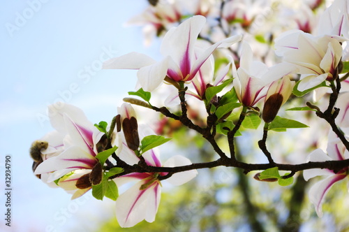Pink magnolia flowers on tree branch
