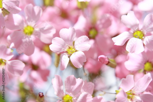 Fototapeta Naklejka Na Ścianę i Meble -  Pink flowers bouquet