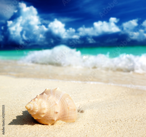 seashell on the beach (shallow DOF) © Iakov Kalinin