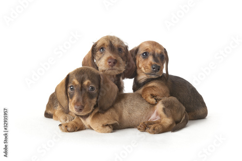 family portrait of dachshund puppies