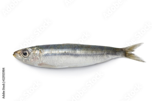 Whole single fresh raw sardine