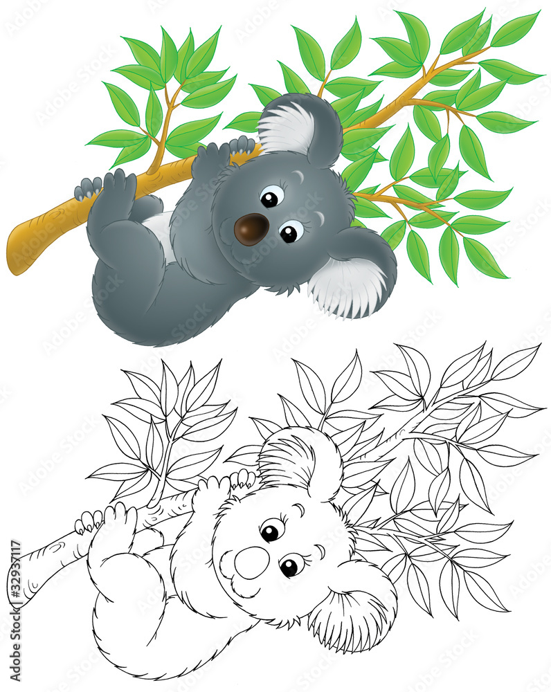 Fototapeta premium slow-moving Australian koala bear hanging on a branch