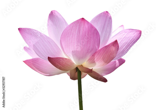 Fototapeta Naklejka Na Ścianę i Meble -  Pink lotus isolated on white background.