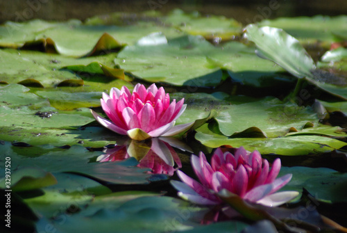 NENÚFARES, PLANTAS ACUÁTICAS, SOLEADO