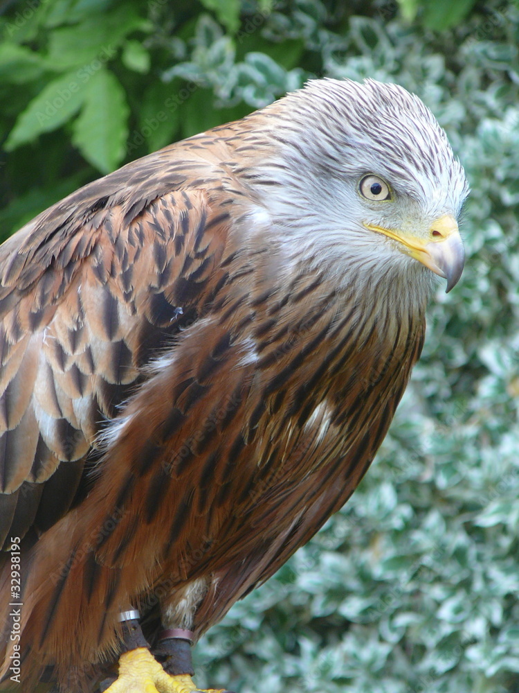 Fototapeta premium Yellow billed kite with jesses