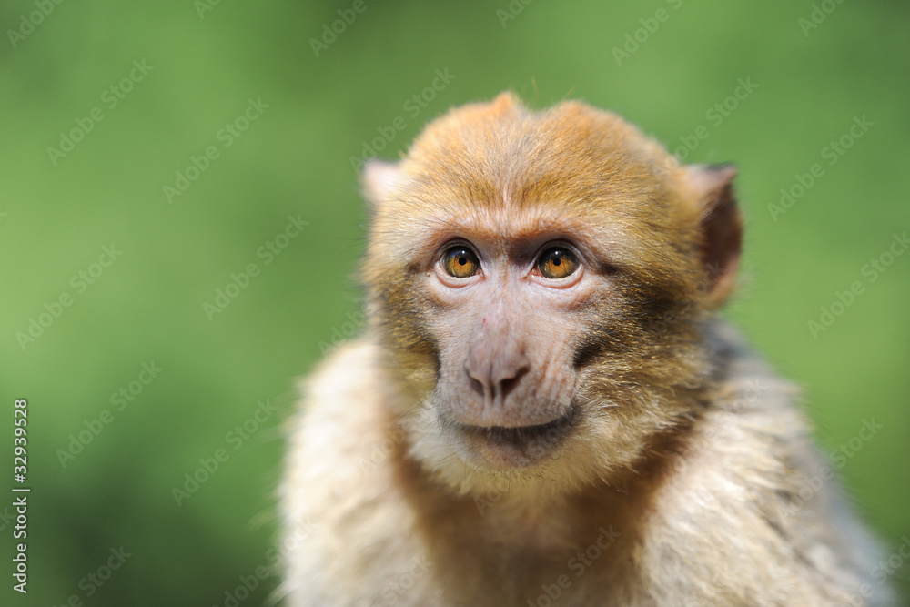Portrait eines Affen