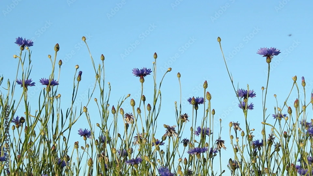 Blumenwiese