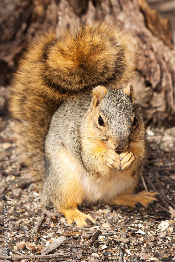 eastern gray squirrel in front of a stump eastern gray squirrel in front of a stump