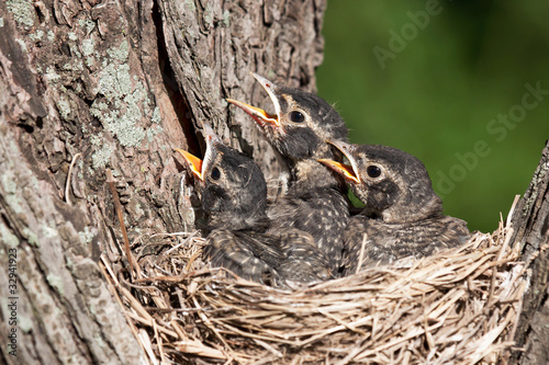 three young robins cry in with hunger pain