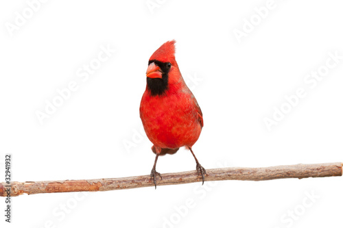 Fotografia male cardinal eating a seed