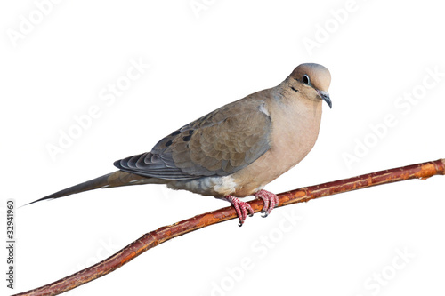 Canvas Print mourning dove on a branch