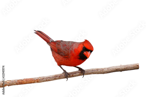 Canvas bright red male cardinal on a branch