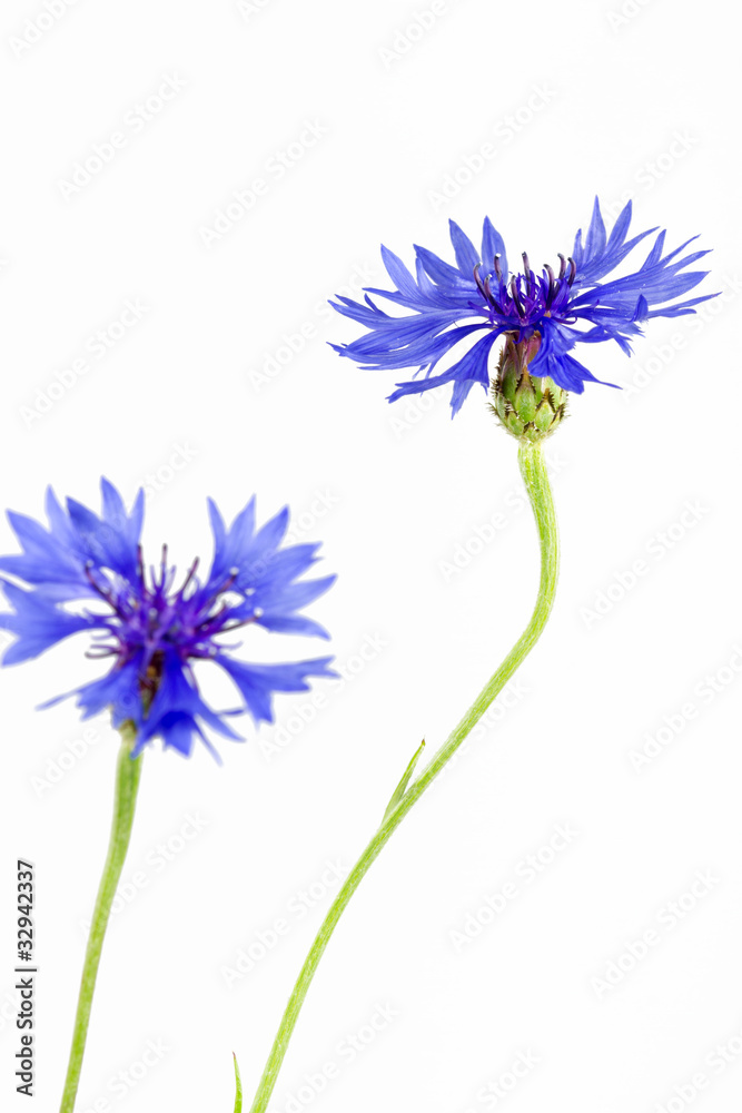 Blühende Kornblumen (Centaurea cyanus), isoliert Blühende Kornblumen (Centaurea cyanus), isoliert