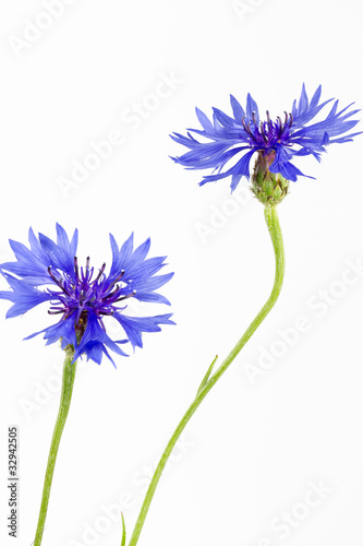Blühende Kornblumen (Centaurea cyanus), isoliert