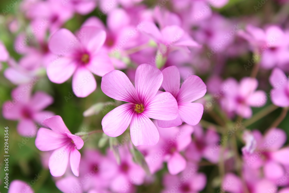 ピンクのムラサキカタバミの花