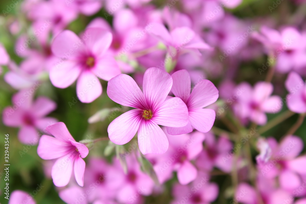 ピンクのムラサキカタバミの花 ピンクのムラサキカタバミの花
