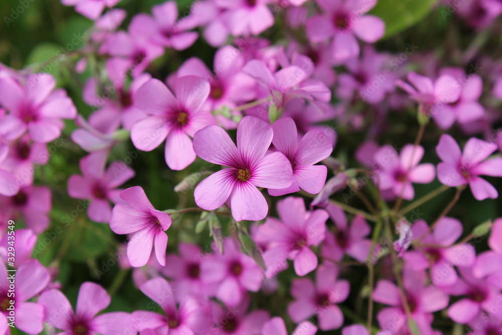 ピンクのムラサキカタバミの花 ピンクのムラサキカタバミの花
