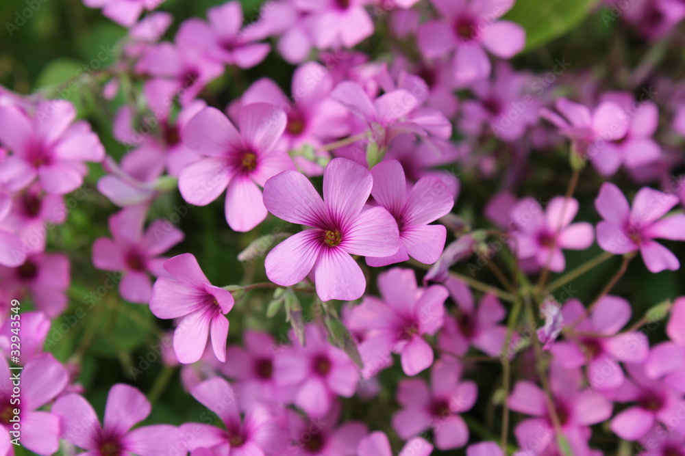 ピンクのムラサキカタバミの花