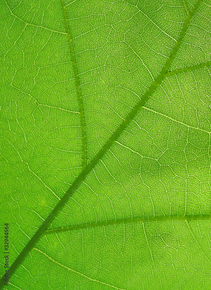 abstract green leaf closeup texture, nature details abstract green leaf closeup texture, nature details