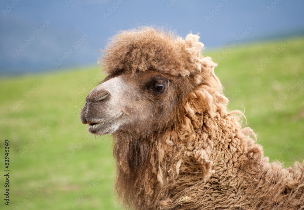 Bactrian camel close up