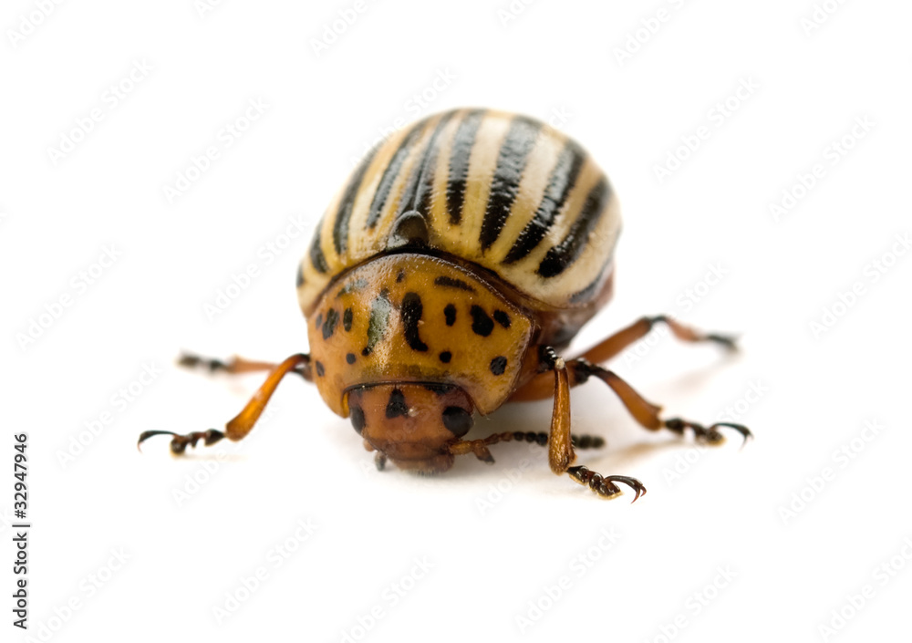 Colorado beetle isolated Colorado beetle isolated