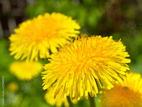 Two yellow dandelions closeup