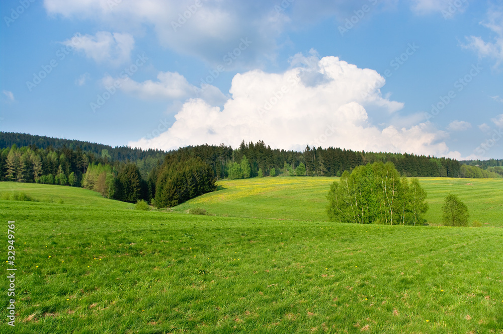 Spring landscape near the forest