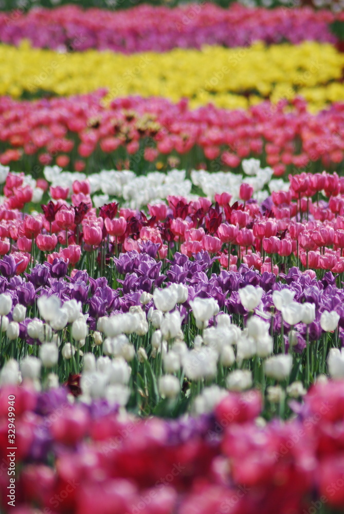 flowers background from tulips flowers background from tulips