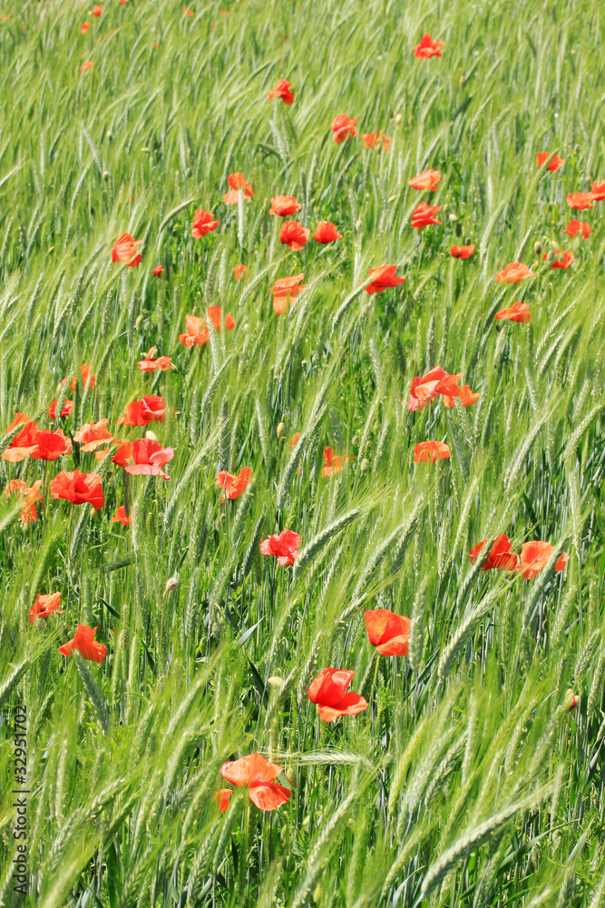 Spring Field of green Barley with red Poppy Spring Field of green Barley with red Poppy