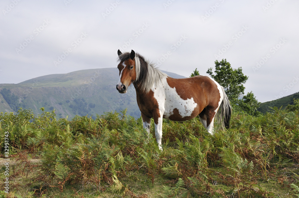 Pferd weiß braun gescheckt auf Bergwiese Stock-Foto | Adobe Stock