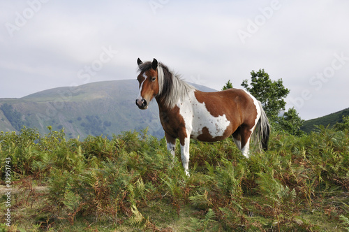 Pferd weiß braun gescheckt auf Bergwiese © agpha