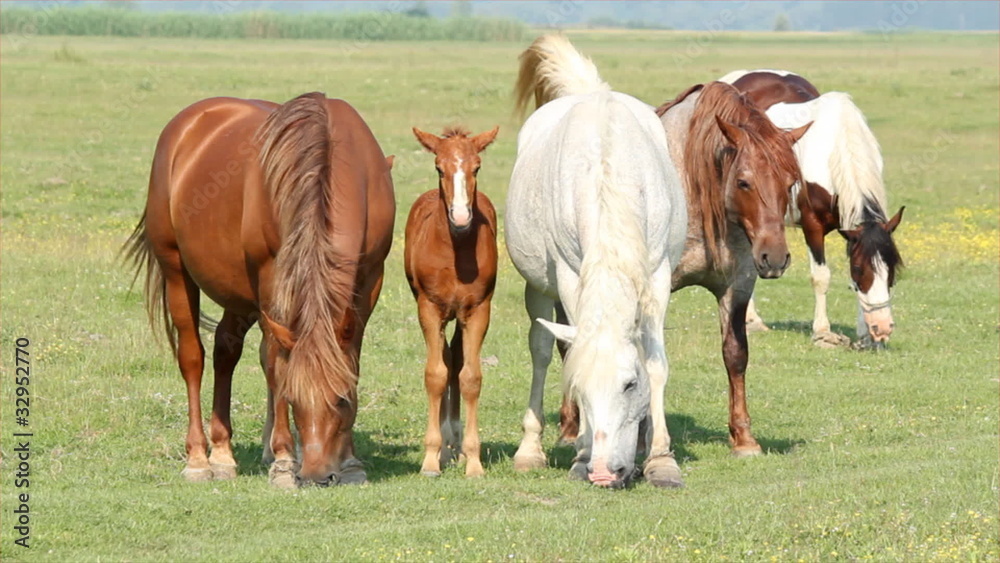 horses and foals in pasture