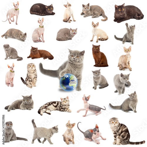 Collection of a cats