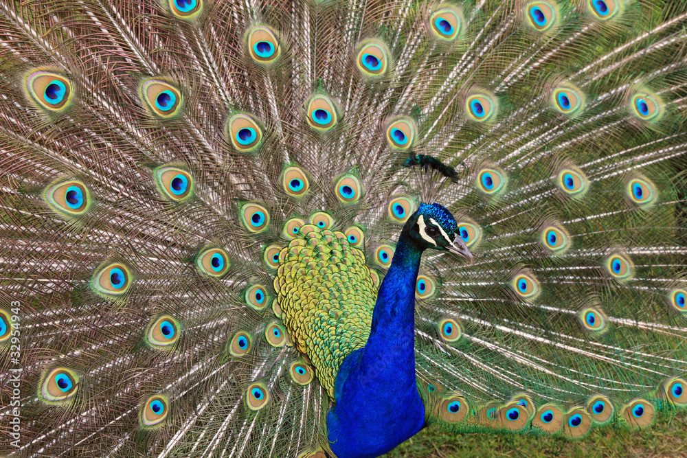 Obraz premium Beautiful and healthy peacock