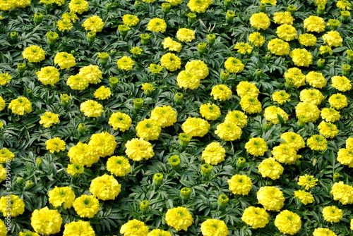 Garden of Yellow Marigolds