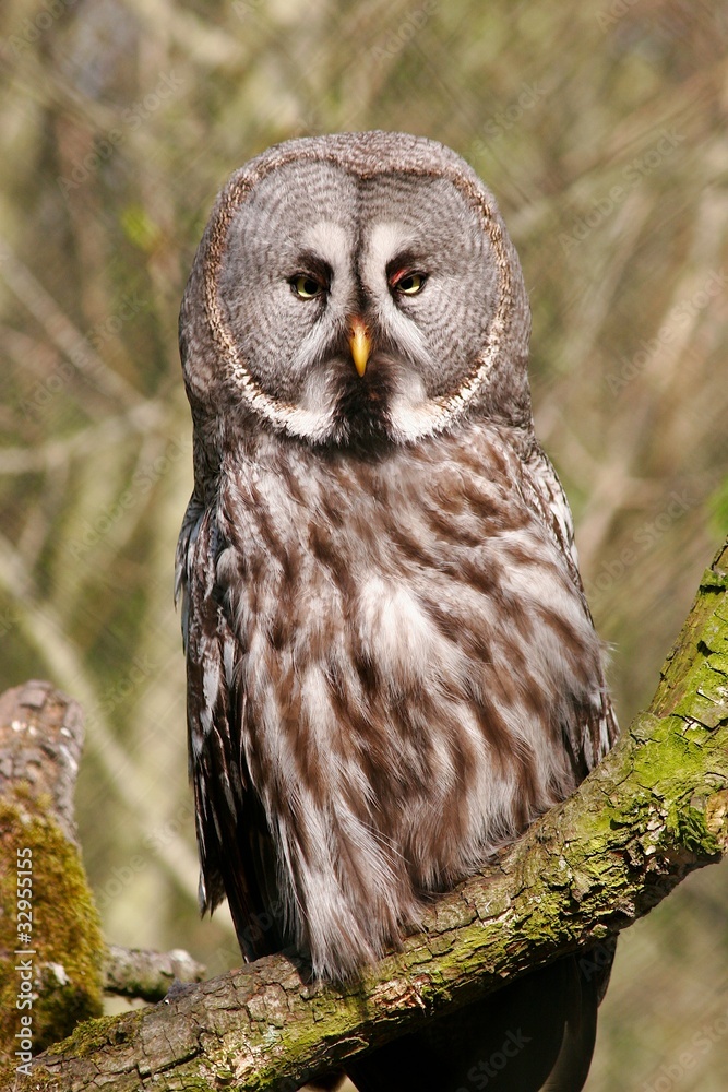 Vogel Vogel