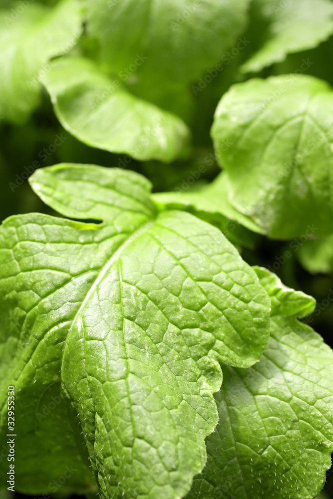 Close up of vegetable leaves, raddish Close up of vegetable leaves, raddish