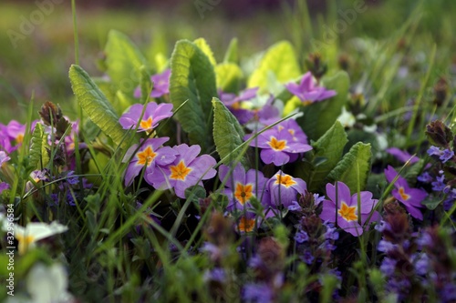 Stängellose Schlüsselblume - Primula vulgaris photo