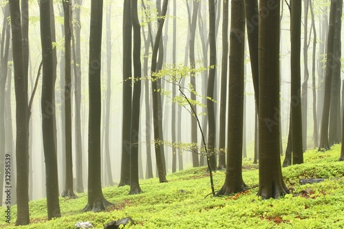 Dekoracja na wymiar  spring-beech-forest-in-the-fog
