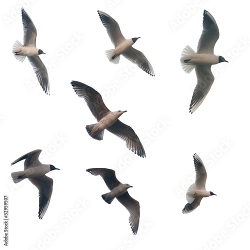 seven isolated flying seagulls
