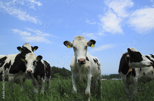 牛と牧草地 © yoshiyayo