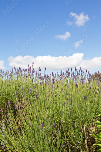 Lavendelanbau auf den Kanalinseln